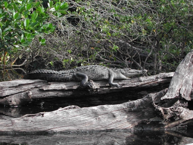 Reservas de cocodrilos